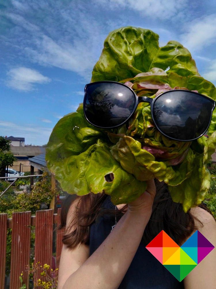 Happy lettuce head in the Maxwell garden