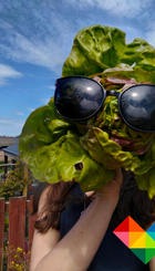 Happy lettuce head in the Maxwell garden