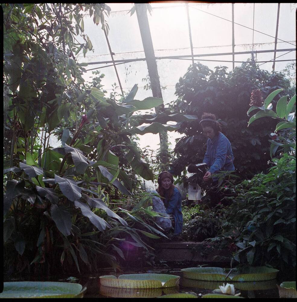 Field recording in Dundee Botanic Garden